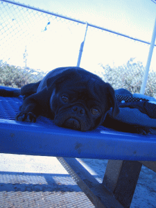 b0035453_152802.gif