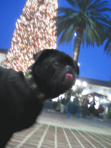 b0035453_1538367.gif