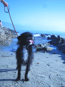 b0035453_15383794.gif