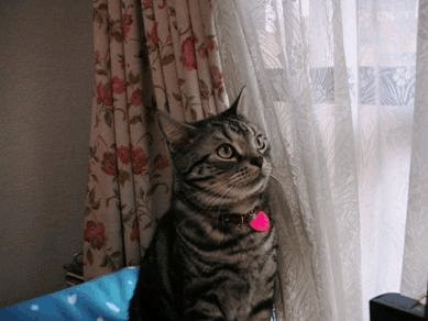 c0045655_1541549.gif