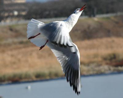 e0035757_2147928.jpg