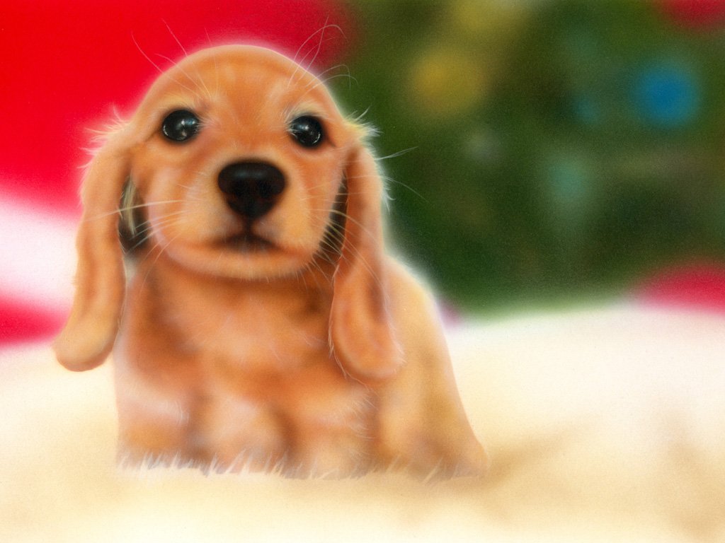 クリスマス用壁紙 Junya Blog 猫 犬 リアリズム絵画