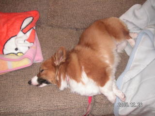 ゆーっくりしていまーす・・。_e0011102_2333728.jpg