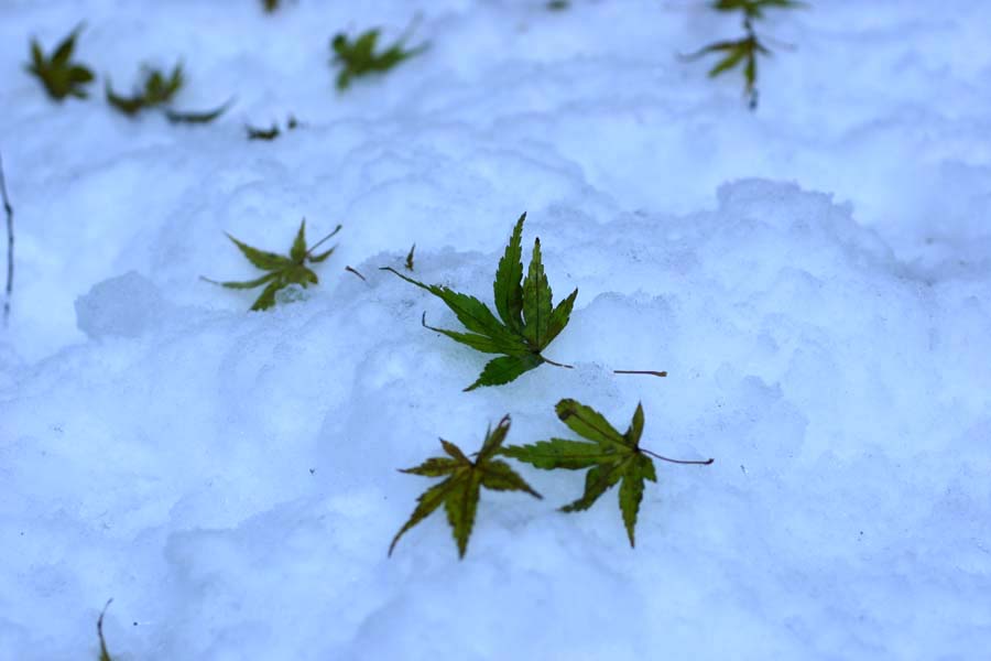 雪の金華山_c0070535_21255738.jpg