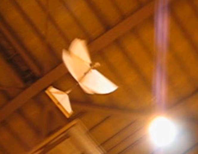 来年は羽ばたき機で決まりでしょう!_d0067943_0472715.jpg
