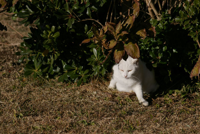 城ヶ島はノラ猫多し_e0051018_19552096.jpg