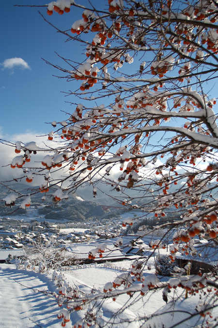 雪の朝_c0054876_6454629.jpg