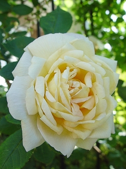 d0050399_14960.jpg