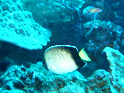 2005/12/24(土) - 2 Dive　No.254 - モーニング・グローリー　[Similan]_a0002177_0595461.jpg