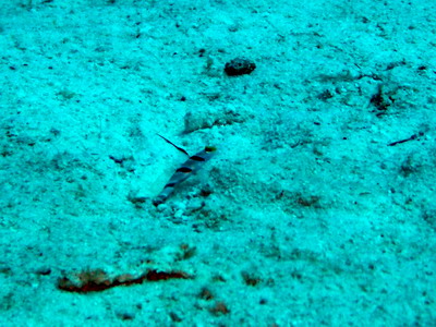 2005/12/24(土) - 2 Dive　No.254 - モーニング・グローリー　[Similan]_a0002177_132812.jpg