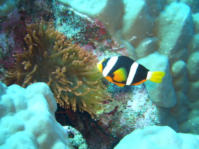 2005/12/24(土) - 2 Dive　No.254 - モーニング・グローリー　[Similan]_a0002177_141351.jpg