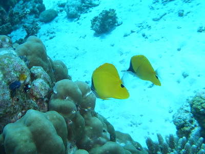 2005/12/24(土) - 2 Dive　No.254 - モーニング・グローリー　[Similan]_a0002177_15223.jpg