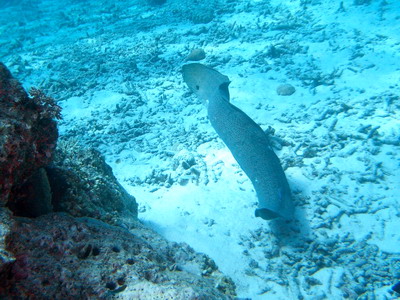 2005/12/24(土) - 3 Dive　No.255 - East of Eden　[Similan]_a0002177_2135576.jpg