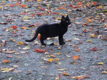NOLA,決して手を触れさせない子猫たち_f0006713_134498.jpg