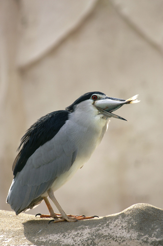 プチ動植物園・前編_c0007190_1721682.jpg