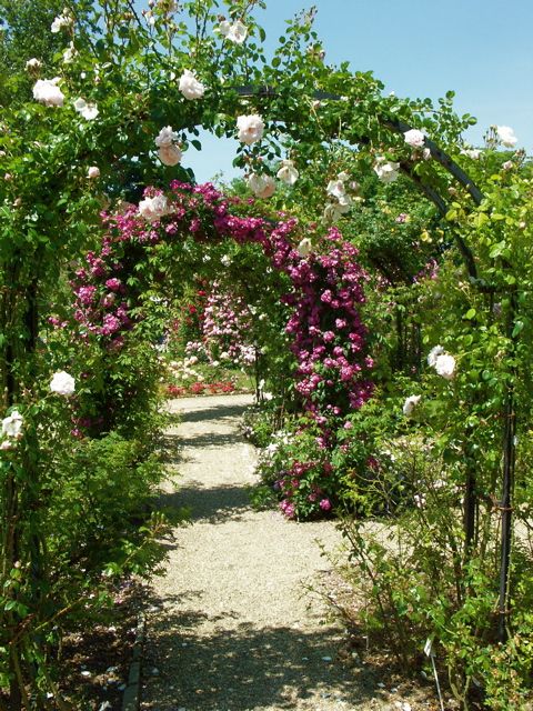 新しい年にふさわしい薔薇。_e0044929_132179.jpg