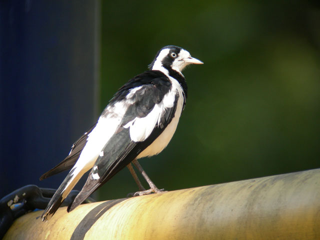 カ行の鳥たち　その1_f0016139_17423256.jpg