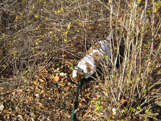 f0013255_1355445.jpg