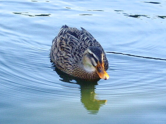 e0064158_025068.jpg