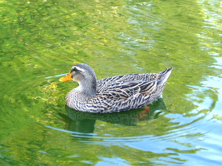 e0064158_032071.jpg