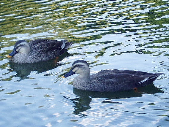 e0064158_053640.jpg