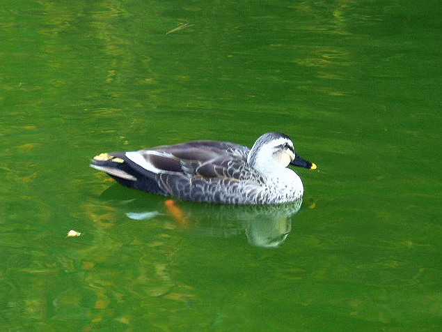 e0064158_08173.jpg