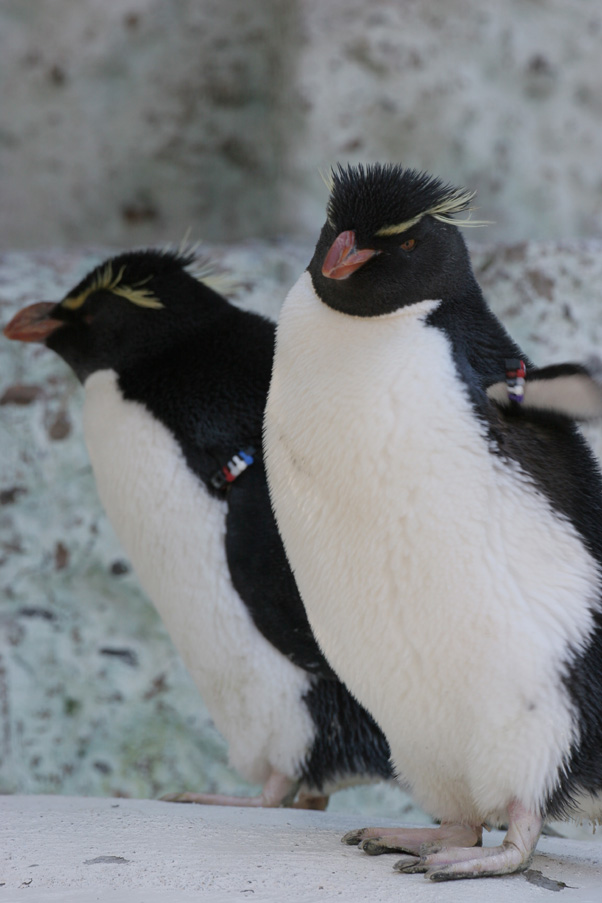 天王寺動物園68_e0060169_1774796.jpg