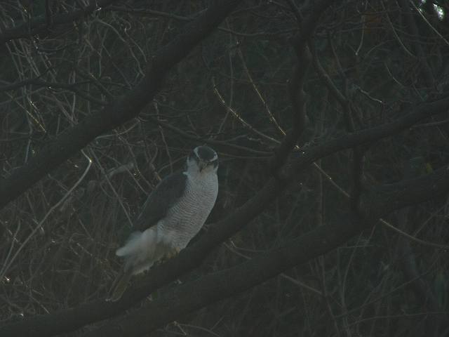a0052080_1433862.jpg