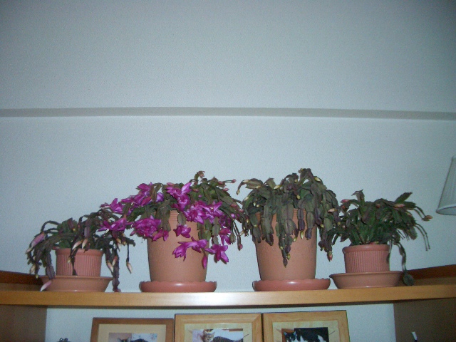 e0094407_0393975.jpg