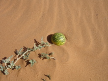 b0038735_21352574.jpg