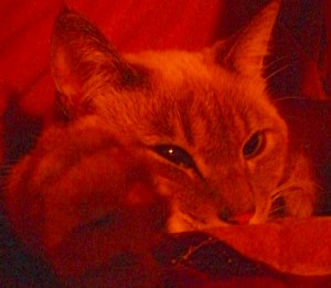 c0006826_1110337.jpg