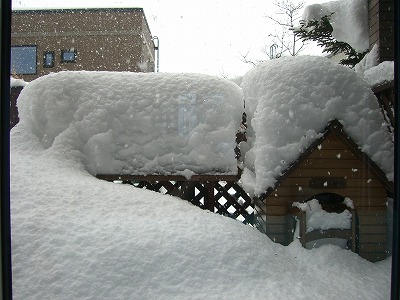 今日も雪です。_e0003183_19155754.jpg