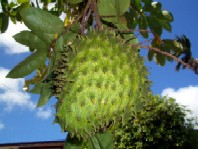 サワーサップ_a0043520_21504865.jpg