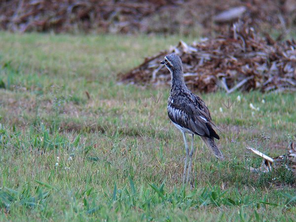 ア行の鳥たち　その4_f0016139_001433.jpg