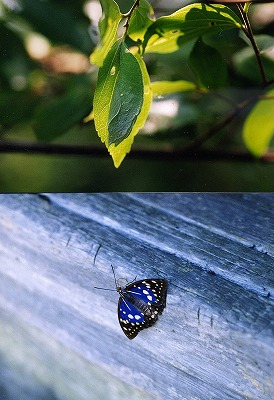 d0019074_99812.jpg