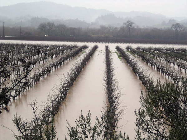 New Year\'s Flood in Sonoma/Napa_f0007498_8205727.jpg