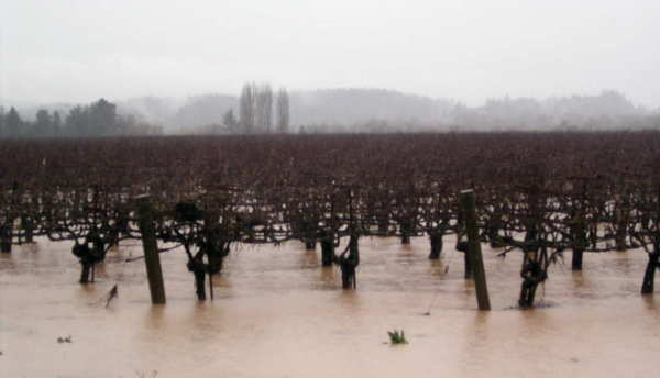 New Year\'s Flood in Sonoma/Napa_f0007498_822420.jpg