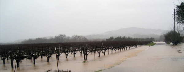 New Year\'s Flood in Sonoma/Napa_f0007498_8224342.jpg