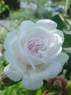 d0050399_04433.jpg
