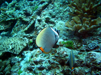 2005/12/25(日) - 2 Dive　No.258 - Western Ridge　[Koh Bon]_a0002177_2395273.jpg