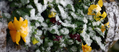c0011204_2036491.jpg