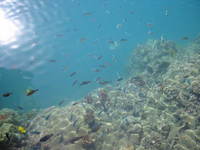 澄んだ海_a0036808_155480.jpg