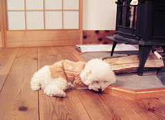 c0039501_2258446.jpg