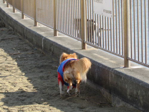 今日はひとりで遊ぶ_c0030624_2214467.jpg