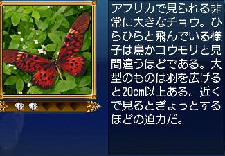 ドルーリーオオアゲハ Papilio Antimachus Japaneseclass Jp ドルーリーオオアゲハ Papilio Antimachus Japaneseclass Jp