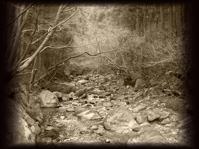 悲壮感漂う Trout System 写真館 悲壮感漂う Trout System 写真館