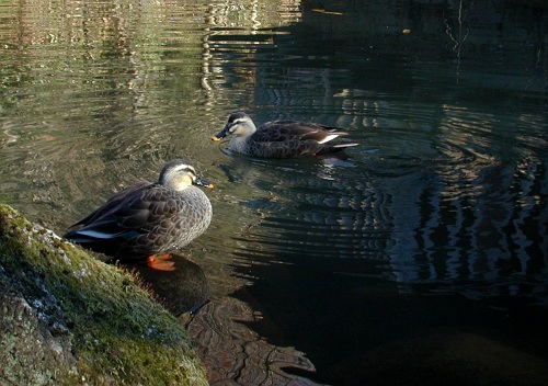 竹林・ロウバイ・カルガモ_d0069270_15292670.jpg