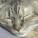 c0005007_2454813.gif