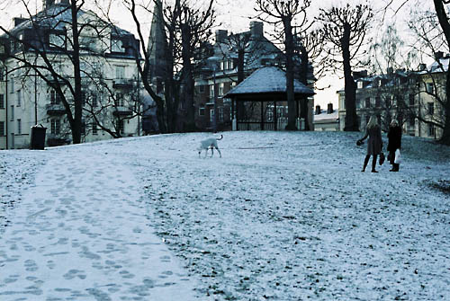 f0009909_1551113.jpg
