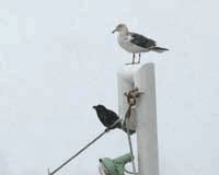 e0001123_20201028.gif